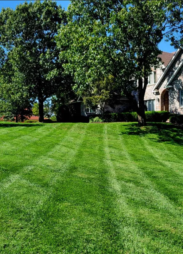 Grass with neat mowing lines