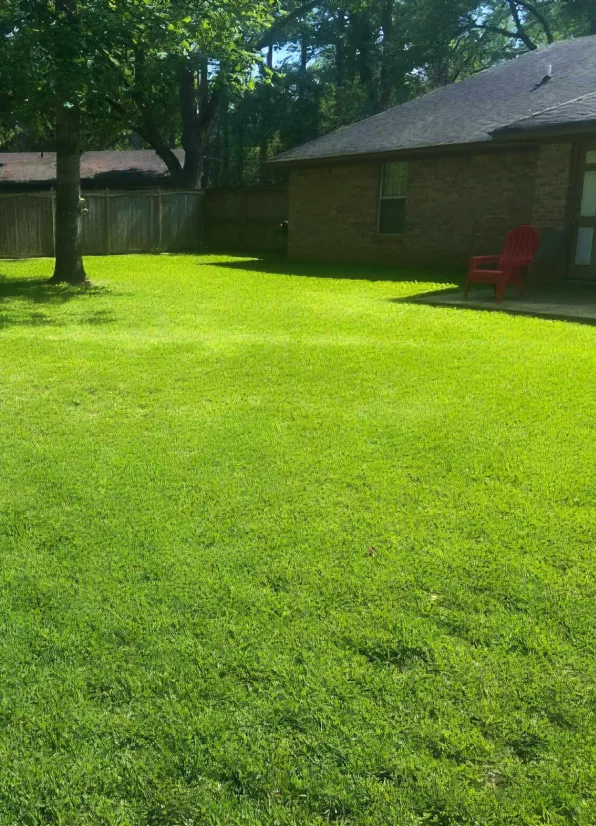 Green grass in a backyard